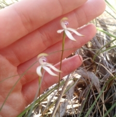 Caladenia moschata (Musky Caps) at Point 4157 - 16 Oct 2016 by EmmaCook