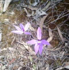 Glossodia major (Wax Lip Orchid) at Point 4157 - 16 Oct 2016 by EmmaCook