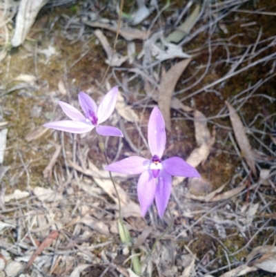 Glossodia major (Wax Lip Orchid) at Belconnen, ACT - 16 Oct 2016 by EmmaCook
