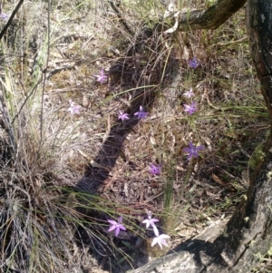 Glossodia major at Point 4157 - suppressed