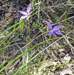 Glossodia major (Wax Lip Orchid) at Black Mountain - 16 Oct 2016 by galah681