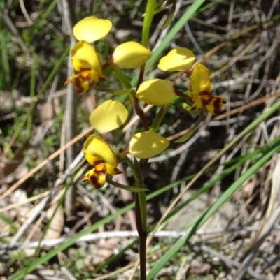 Diuris nigromontana (Black Mountain Leopard Orchid) at Point 14 - 16 Oct 2016 by galah681