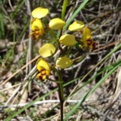 Diuris nigromontana (Black Mountain Leopard Orchid) at Canberra Central, ACT - 16 Oct 2016 by galah681