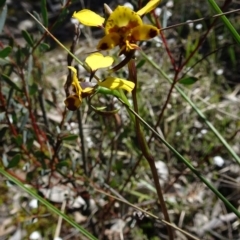 Diuris nigromontana (Black Mountain Leopard Orchid) at Black Mountain - 16 Oct 2016 by galah681