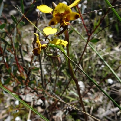 Diuris nigromontana (Black Mountain Leopard Orchid) at Black Mountain - 16 Oct 2016 by galah681