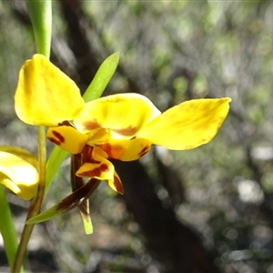 Diuris nigromontana at Undefined Area - suppressed