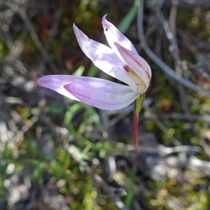 Caladenia fuscata at Undefined Area - suppressed