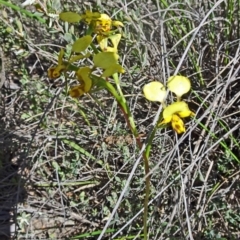 Diuris nigromontana (Black Mountain Leopard Orchid) at Black Mountain - 16 Oct 2016 by galah681