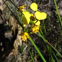 Diuris nigromontana at Point 20 - suppressed