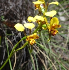 Diuris nigromontana (Black Mountain Leopard Orchid) at Point 20 - 16 Oct 2016 by galah681