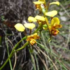 Diuris nigromontana (Black mountain leopard orchid) at Point 20 - 16 Oct 2016 by galah681