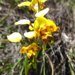 Diuris nigromontana (Black Mountain Leopard Orchid) at Black Mountain - 16 Oct 2016 by galah681