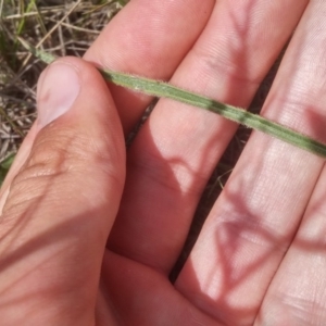 Plantago gaudichaudii at Mitchell, ACT - 20 Oct 2016 10:22 AM