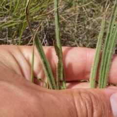 Plantago gaudichaudii at Mitchell, ACT - 20 Oct 2016