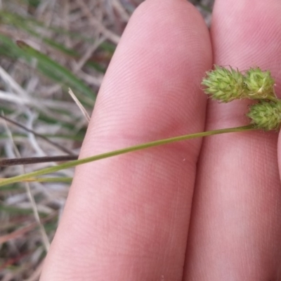 Carex inversa (Knob Sedge) at Mitchell, ACT - 19 Oct 2016 by NickWilson