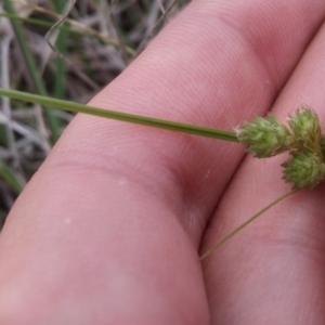 Carex inversa at Mitchell, ACT - 20 Oct 2016 10:28 AM