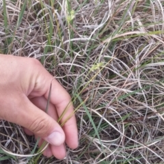 Carex inversa at Mitchell, ACT - 20 Oct 2016