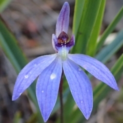 Cyanicula caerulea (Blue Fingers, Blue Fairies) at Bruce, ACT - 26 Sep 2016 by jhr