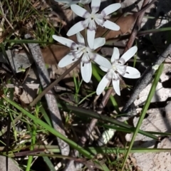 Wurmbea dioica subsp. dioica (Early Nancy) at Black Mountain - 15 Oct 2016 by galah681