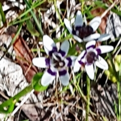 Wurmbea dioica subsp. dioica at Point 11 - 16 Oct 2016 10:25 AM