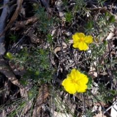 Hibbertia calycina (Lesser Guinea-flower) at Black Mountain - 15 Oct 2016 by galah681