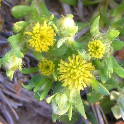 Triptilodiscus pygmaeus (Annual Daisy) at Mount Taylor - 19 Sep 2009 by MatthewFrawley