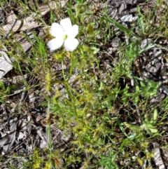 Drosera sp. (A Sundew) at Black Mountain - 15 Oct 2016 by galah681