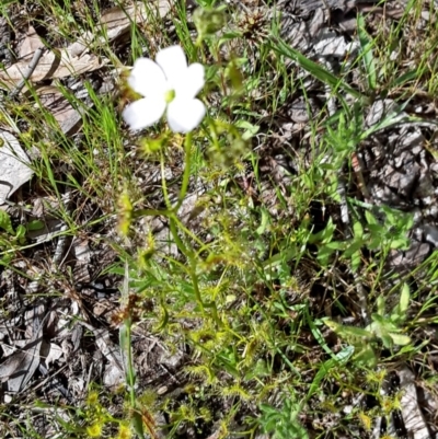 Drosera sp. (A Sundew) at Black Mountain - 15 Oct 2016 by galah681