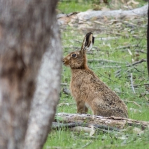 Lepus capensis at Gungahlin, ACT - 20 Oct 2016 10:54 AM