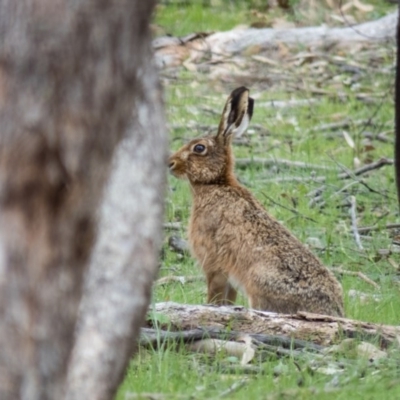 Lepus capensis (Brown Hare) at Gungahlin, ACT - 20 Oct 2016 by CedricBear