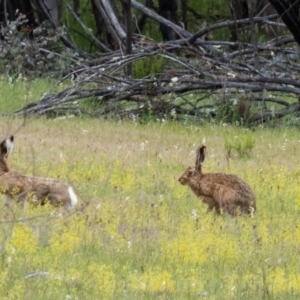 Lepus capensis at Gungahlin, ACT - 20 Oct 2016 10:54 AM