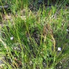 Austrostipa scabra (Corkscrew Grass, Slender Speargrass) at Majura, ACT - 20 Oct 2016 by JeanetteR