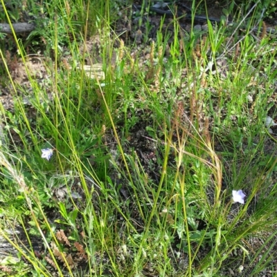 Austrostipa scabra (Corkscrew Grass, Slender Speargrass) at Majura, ACT - 20 Oct 2016 by JeanetteR