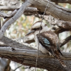 Dacelo novaeguineae (Laughing Kookaburra) at Gungahlin, ACT - 19 Oct 2016 by CedricBear