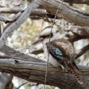 Dacelo novaeguineae at Gungahlin, ACT - 20 Oct 2016 09:05 AM