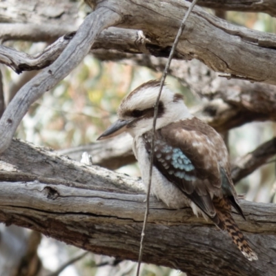 Dacelo novaeguineae (Laughing Kookaburra) at Mulligans Flat - 19 Oct 2016 by CedricBear