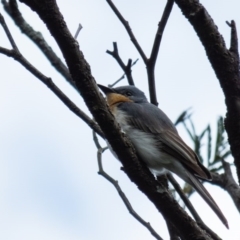 Myiagra rubecula (Leaden Flycatcher) at Gungahlin, ACT - 20 Oct 2016 by CedricBear