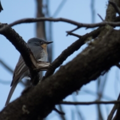 Myiagra rubecula at Gungahlin, ACT - 20 Oct 2016