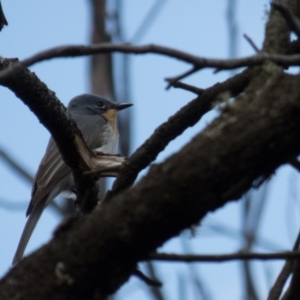 Myiagra rubecula at Gungahlin, ACT - 20 Oct 2016