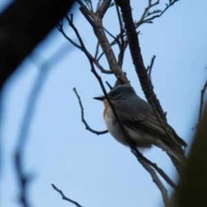 Myiagra rubecula at Gungahlin, ACT - 20 Oct 2016