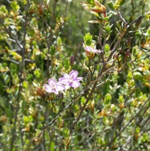 Thysanotus patersonii at Karabar, NSW - 19 Oct 2016