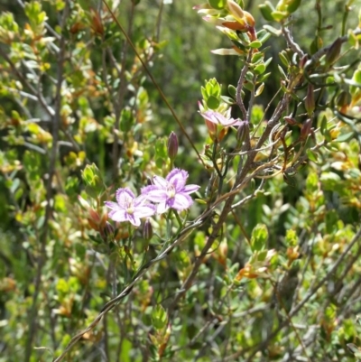 Thysanotus patersonii (Twining Fringe Lily) at Karabar, NSW - 19 Oct 2016 by roachie