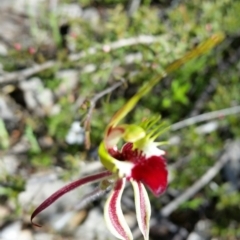 Caladenia atrovespa (Green-comb Spider Orchid) at Mount Jerrabomberra - 19 Oct 2016 by roachie