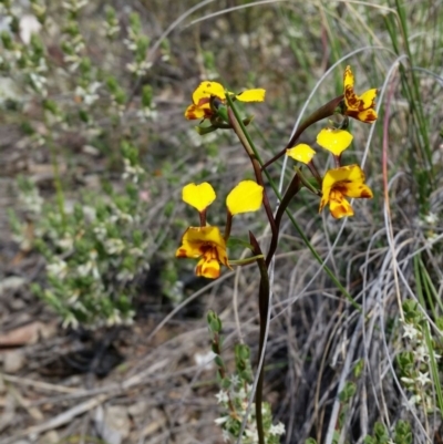 Diuris semilunulata (Late Leopard Orchid) at Mount Jerrabomberra - 19 Oct 2016 by roachie
