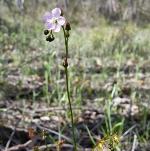 Drosera auriculata at Jerrabomberra, NSW - 19 Oct 2016