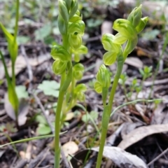 Hymenochilus muticus (Midget Greenhood) at QPRC LGA - 19 Oct 2016 by roachie