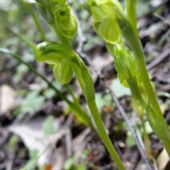 Hymenochilus muticus at Jerrabomberra, NSW - suppressed