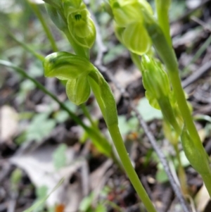 Hymenochilus muticus at Jerrabomberra, NSW - suppressed