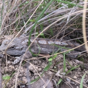 Amphibolurus muricatus at Gungahlin, ACT - 20 Oct 2016