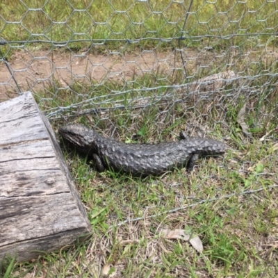 Tiliqua rugosa (Shingleback Lizard) at Gungahlin, ACT - 20 Oct 2016 by JasonC